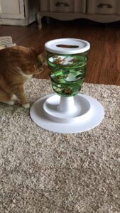 Keep Indoor Cats Active