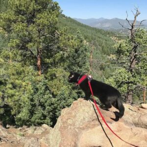 Keep Indoor Cats Active