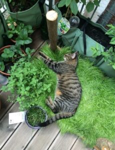 Keep Indoor Cats Active