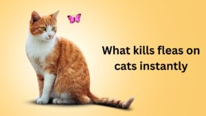 What kills fleas on cats instantly