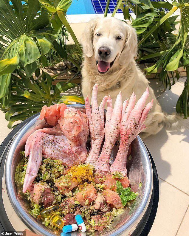 Beginner’s Guide to Pet Care