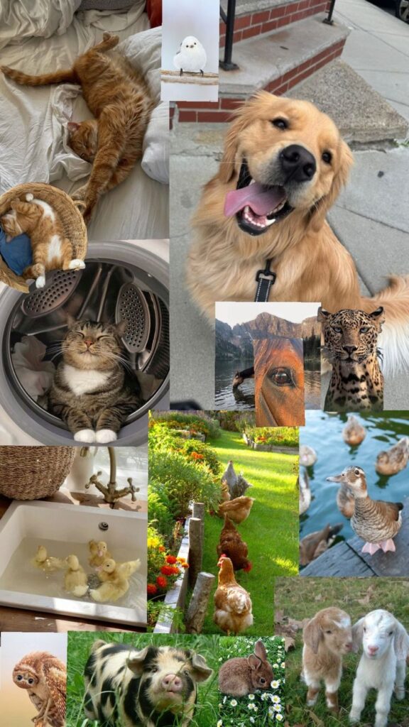 Beginner’s Guide to Pet Care